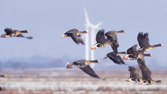 Mitigating conflicts between agriculture and migratory geese: is shooting a viable option or just passing on the problem?