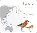 Migration strategy as an indicator of resilience to change in two shorebird species with contrasting population trajectories
